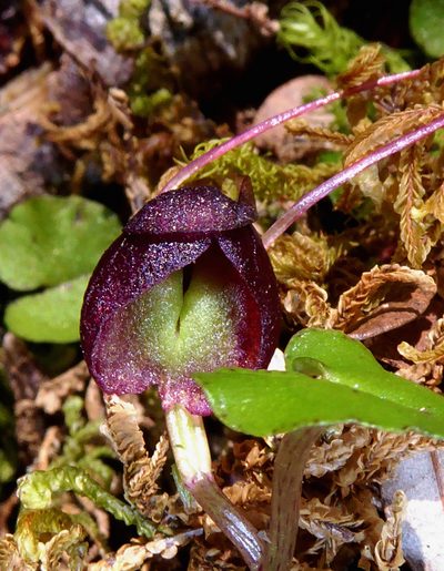 Corybas obscurus, photographed by Peter de Lange