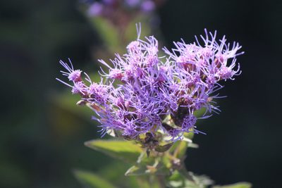 Chromolaena pulchella, photographed by José Belem Hernández Díaz
