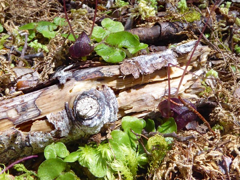 Corybas obscurus, photographed by Peter de Lange