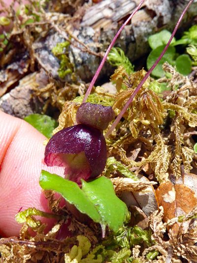 Corybas obscurus, photographed by Peter de Lange