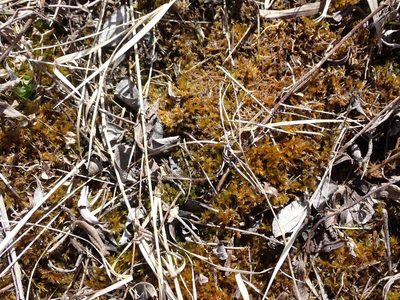 Tomentypnum nitens, photographed by Mary Krieger