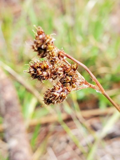 Luzula bulbosa, photographed by Tom Field
