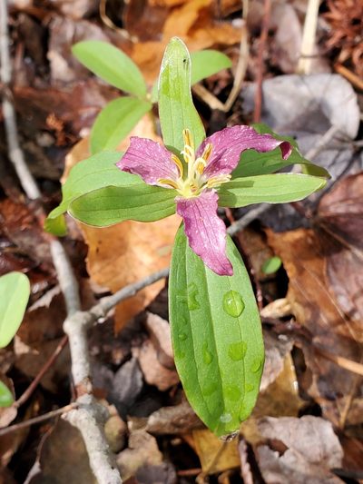 Trillium pusillum, photographed by Tom Field
