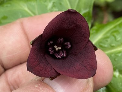 Trillium sulcatum, photographed by Brian Finzel
