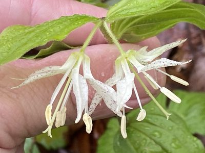 Prosartes maculata, photographed by Brian Finzel