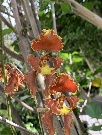 Cyrtochilum serratum, photographed by Diego F. Cisneros-Heredia
