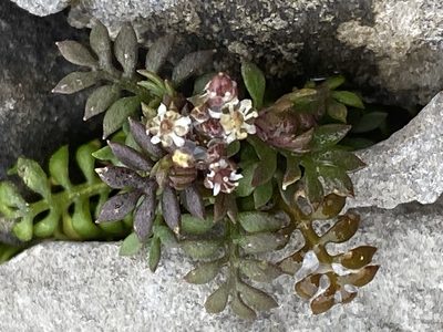 Hornungia petraea, photographed by Terry Instone