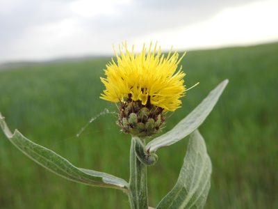 Centaurea sicula, photographed by Aissa Djamel Filali