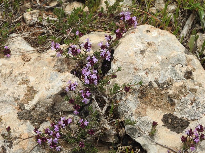 Thymus algeriensis, photographed by Aissa Djamel Filali
