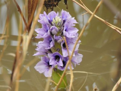 Pontederia azurea, photographed by Eduardo Luis Beltrocco