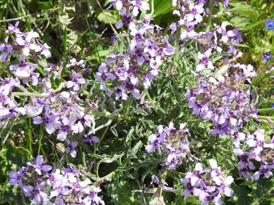 Matthiola fruticulosa, photographed by Aissa Djamel Filali