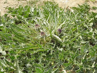 Silybum eburneum, photographed by Aissa Djamel Filali