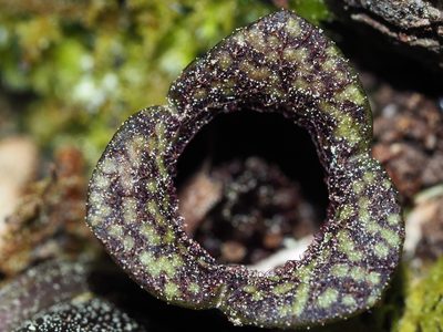 Asarum virginicum, photographed by Clay Gibbons