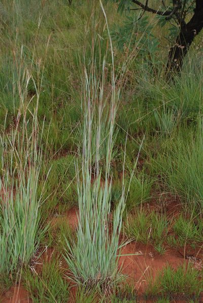 Diheteropogon amplectens, photographed by Andrew Hankey