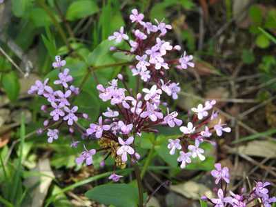 Valeriana graciliflora, photographed by Aissa Djamel Filali