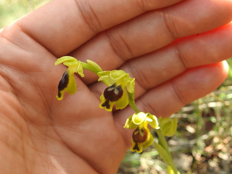Ophrys battandieri, photographed by Aissa Djamel Filali