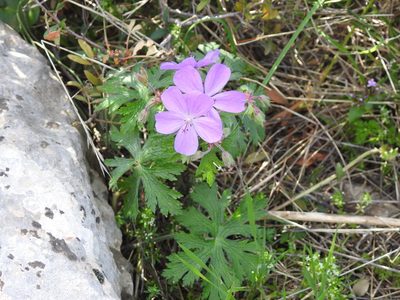 Geranium atlanticum, photographed by Aissa Djamel Filali