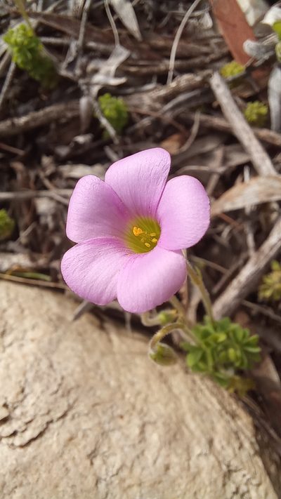 Oxalis orthopoda, photographed by kevin koen