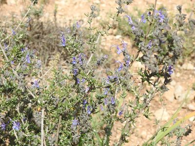 Salvia jordanii, photographed by Aissa Djamel Filali
