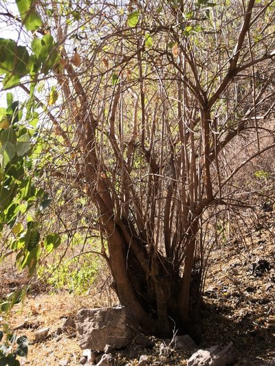 Ledenbergia macrantha, photographed by Ana Nuño