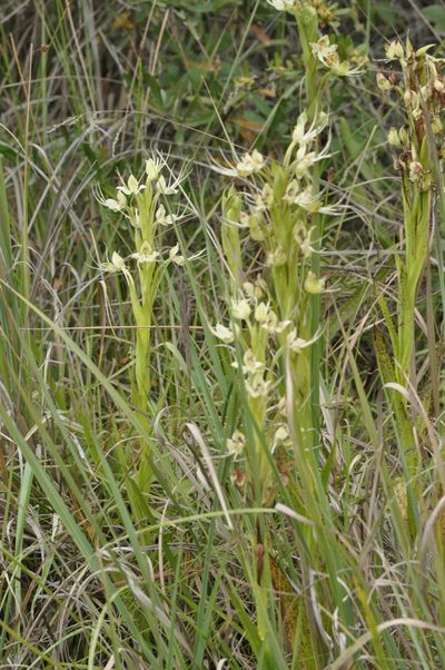 Habenaria gourlieana, photographed by aacocucci