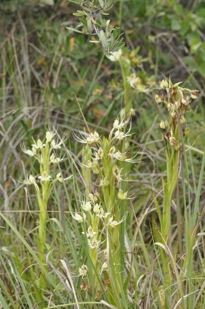 Habenaria gourlieana, photographed by aacocucci