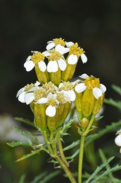 Tagetes argentina, photographed by aacocucci