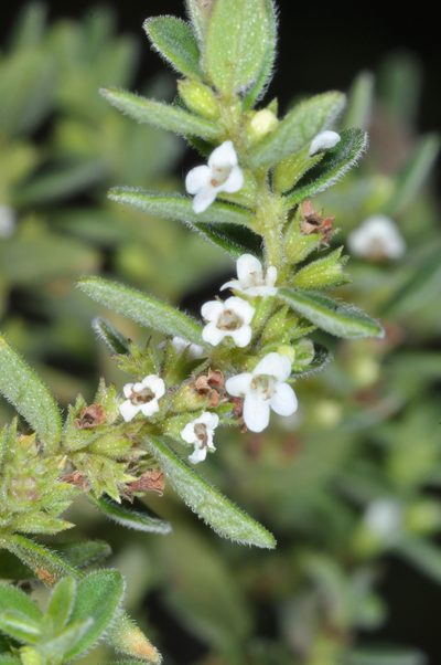 Clinopodium gilliesii, photographed by aacocucci