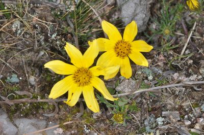 Bidens triplinervia, photographed by aacocucci