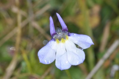 Lobelia nana, photographed by aacocucci