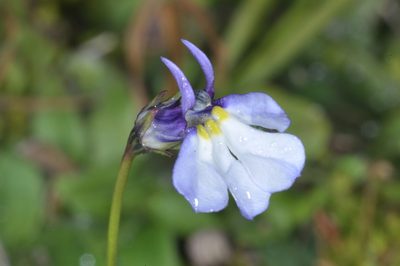 Lobelia nana, photographed by aacocucci