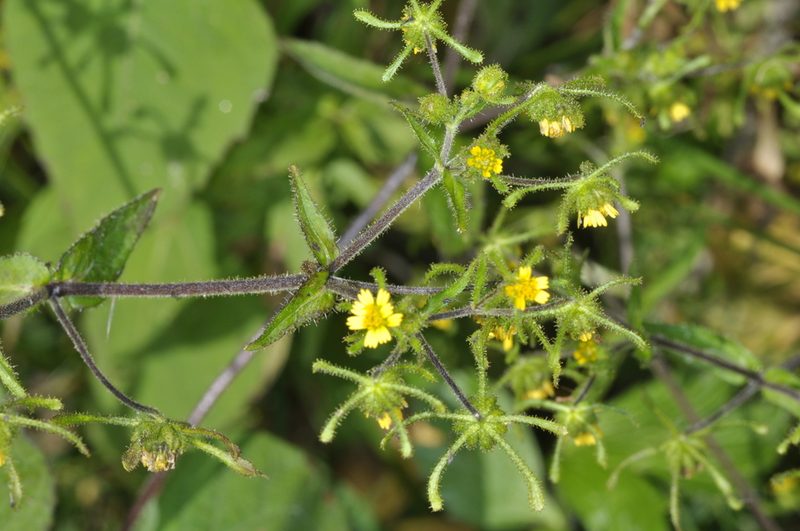 Sigesbeckia serrata, photographed by aacocucci