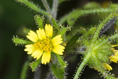 Sigesbeckia serrata, photographed by aacocucci