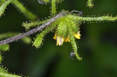 Sigesbeckia serrata, photographed by aacocucci