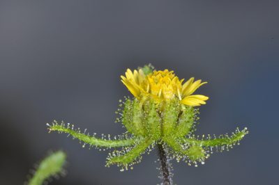 Sigesbeckia serrata, photographed by aacocucci