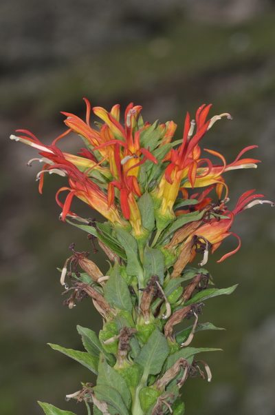 Siphocampylus foliosus, photographed by aacocucci