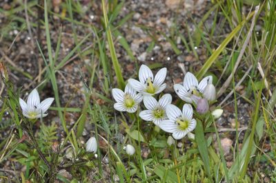 Gentianella multicaulis, photographed by aacocucci