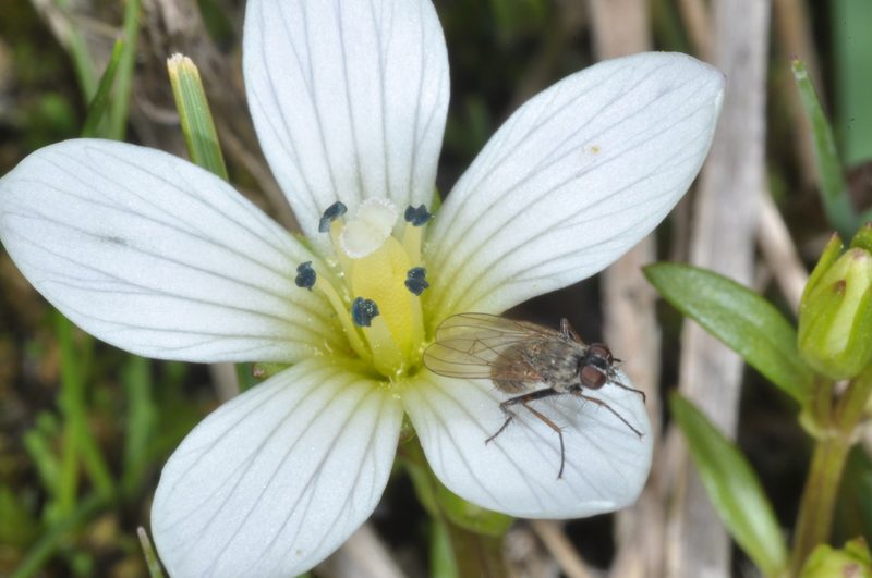 Gentianella multicaulis, photographed by aacocucci