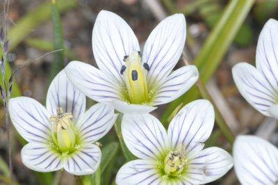 Gentianella multicaulis, photographed by aacocucci