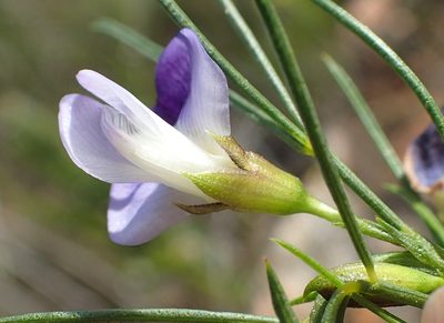 Psoralea sordida, photographed by Nicola van Berkel