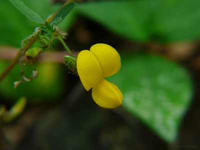 Smithia sensitiva, photographed by Dinesh Valke