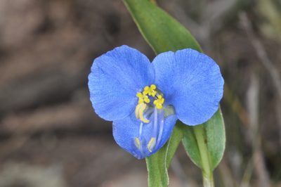 Commelina tuberosa, photographed by aacocucci