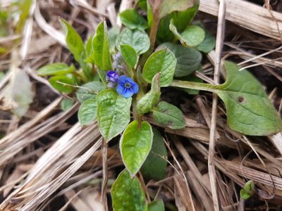 Omphalodes verna, photographed by Ilkka Tuunainen