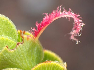 Cliffortia pulchella, photographed by Nicola van Berkel
