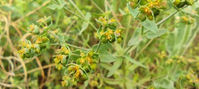 Euphorbia exigua, photographed by Santiago Martín-Bravo
