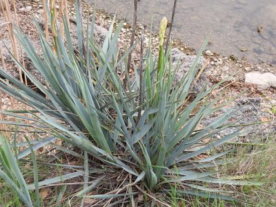 Yucca pallida, photographed by saltyhiker