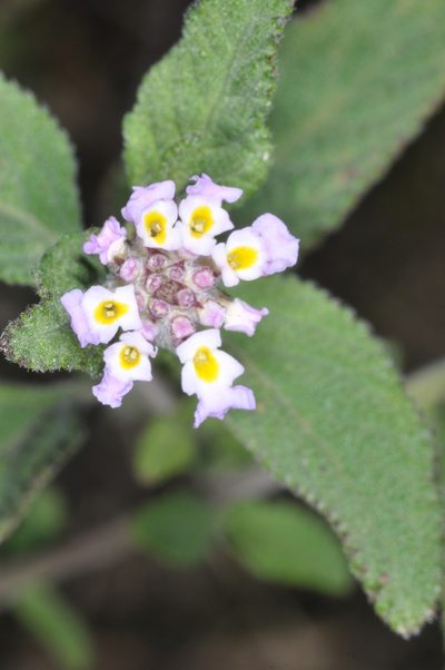 Lippia junelliana, photographed by aacocucci