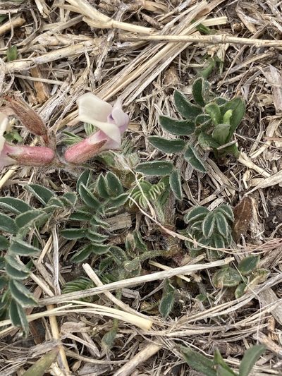 Astragalus plattensis, photographed by Calinsdad