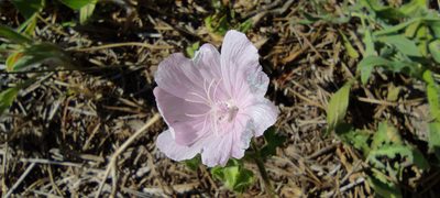 Malva hispanica, photographed by Santiago Martín-Bravo