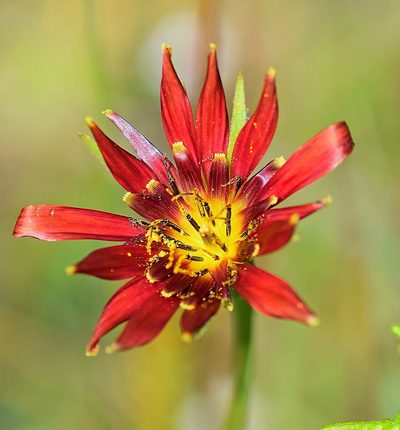Tragopogon balcanicus, photographed by Kostas Zontanos